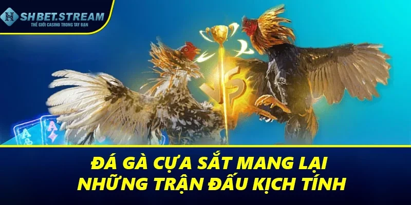 Đá gà cựa sắt mang lại những trận đấu kịch tính