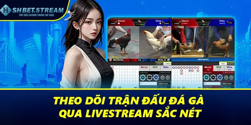 Theo dõi trận đấu đá gà qua livestream sắc nét