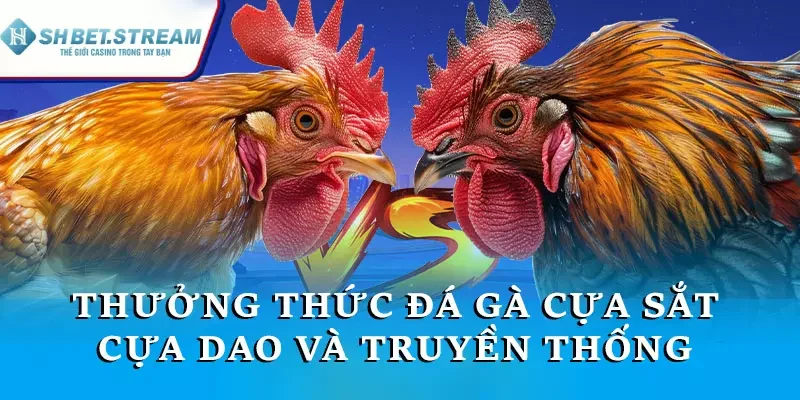 Thưởng thức các trận đấu đá gà cựa sắt, cựa dao và truyền thống